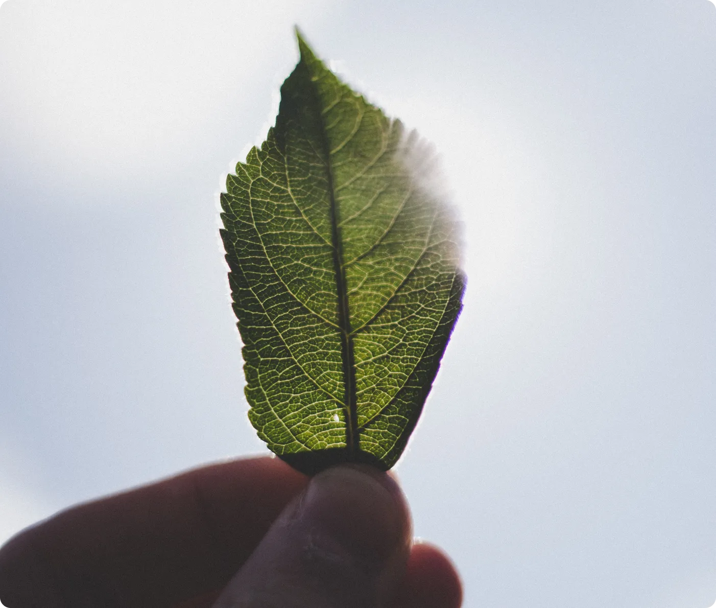 A green leaf representing environmental responsibility