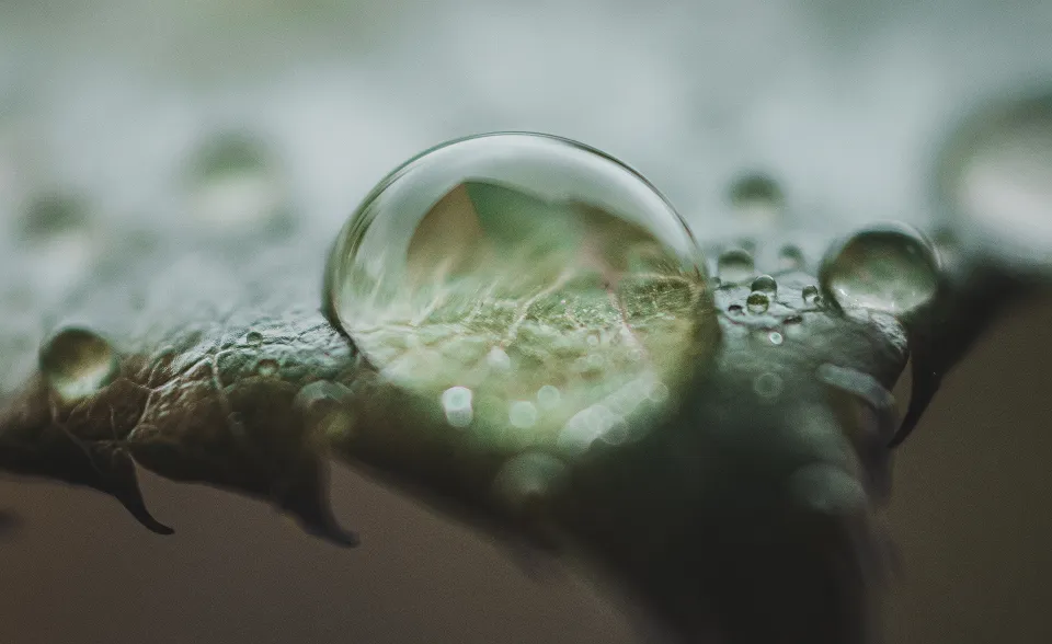 Close-up environmental image representing responsible resource management